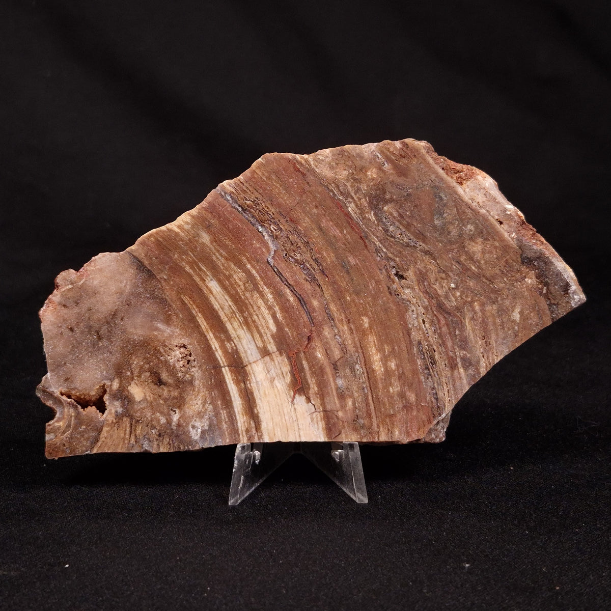 CONOPHYTON BASALTICUM STROMATOLITE, Australia ZCB050