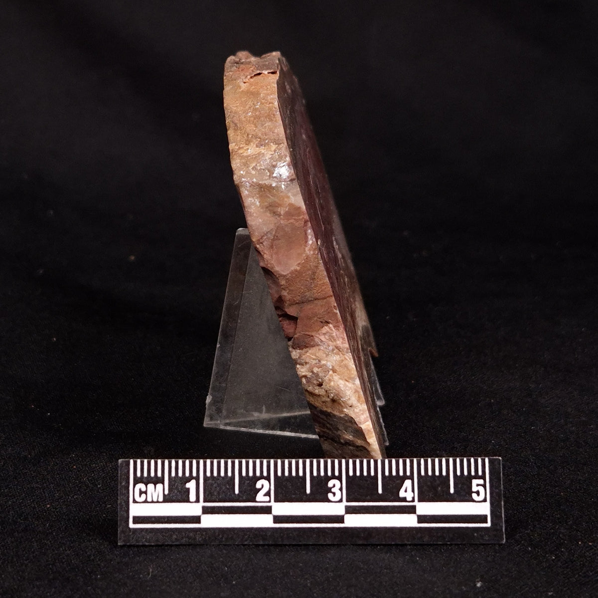 CONOPHYTON BASALTICUM STROMATOLITE, Australia ZCB051