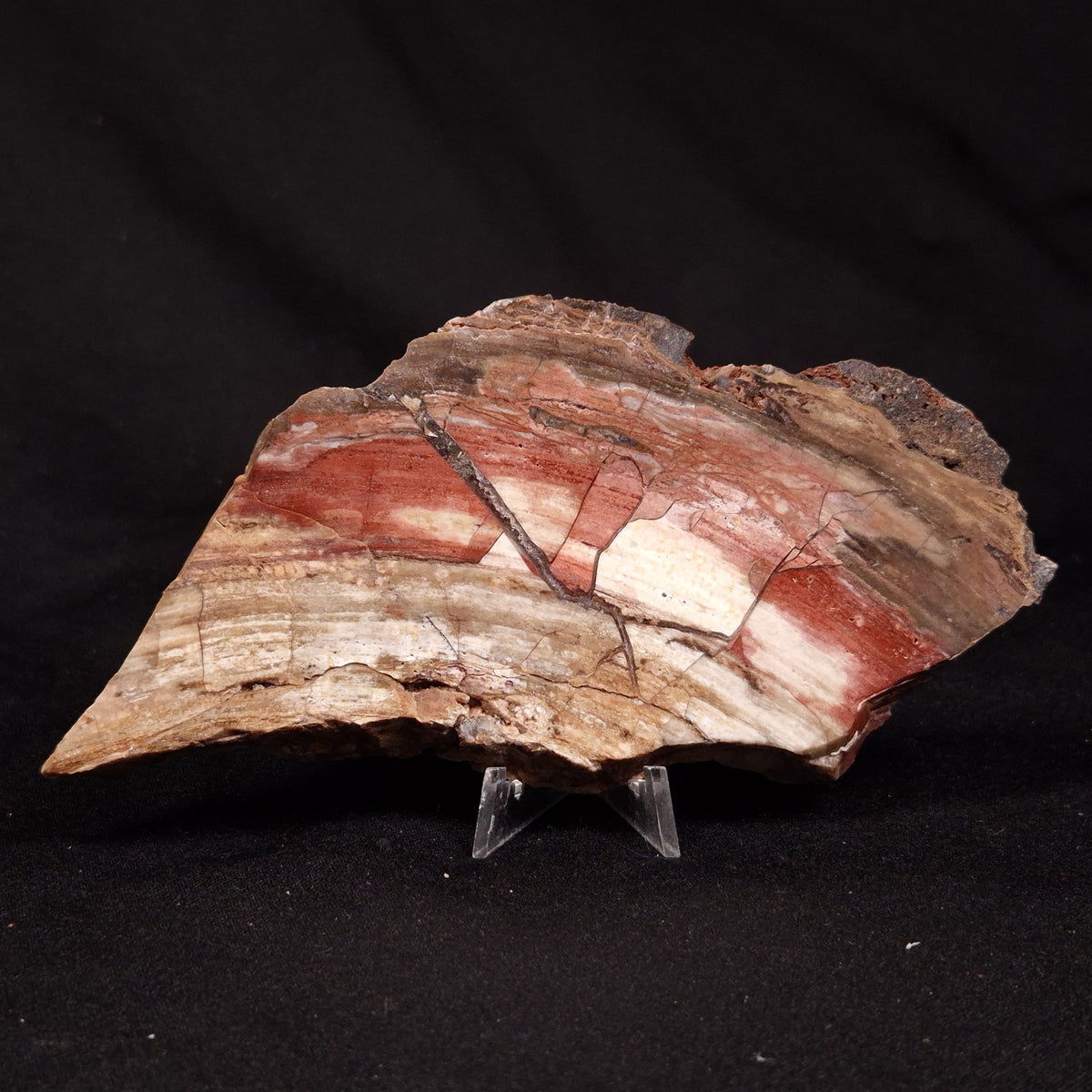 CONOPHYTON BASALTICUM STROMATOLITE, Australia ZCB053