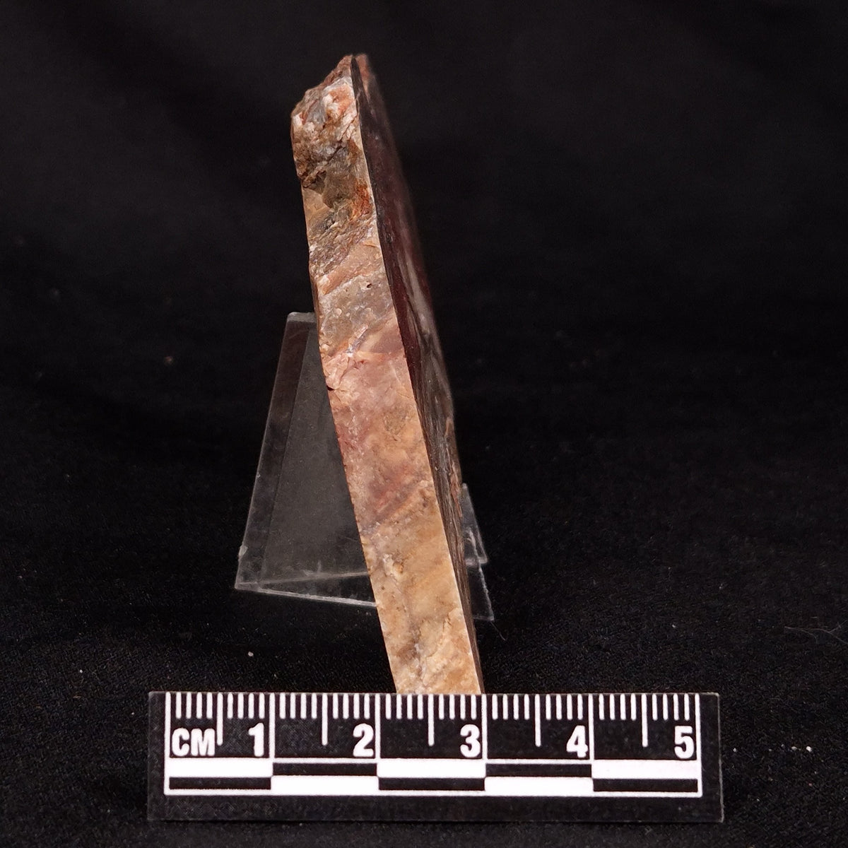 CONOPHYTON BASALTICUM STROMATOLITE, Australia ZCB053