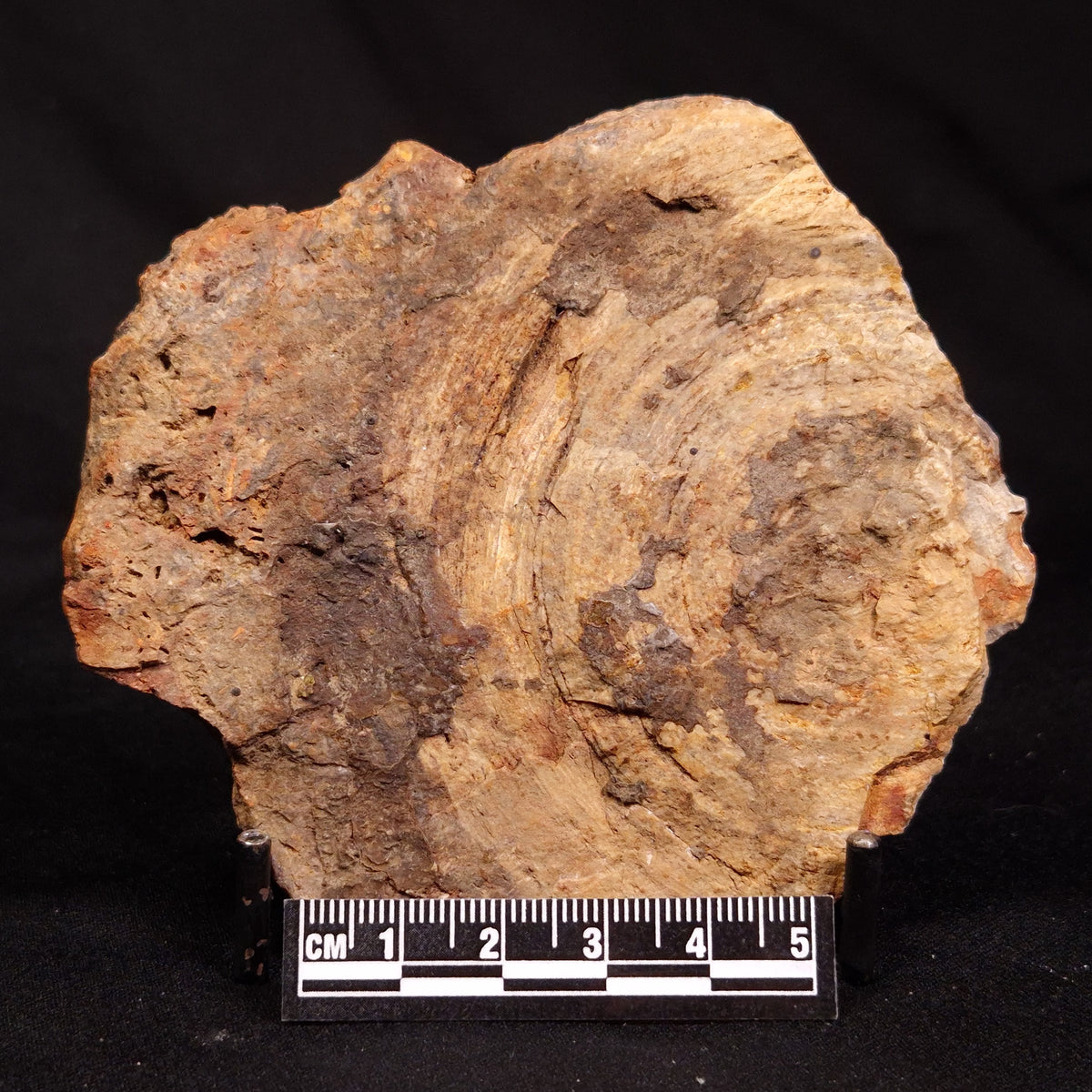 CONOPHYTON BASALTICUM STROMATOLITE, Australia ZCB056