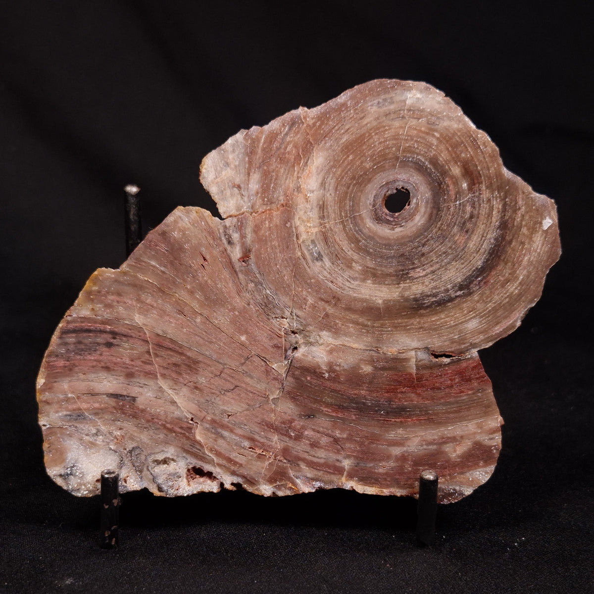 CONOPHYTON BASALTICUM STROMATOLITE, Australia ZCB058