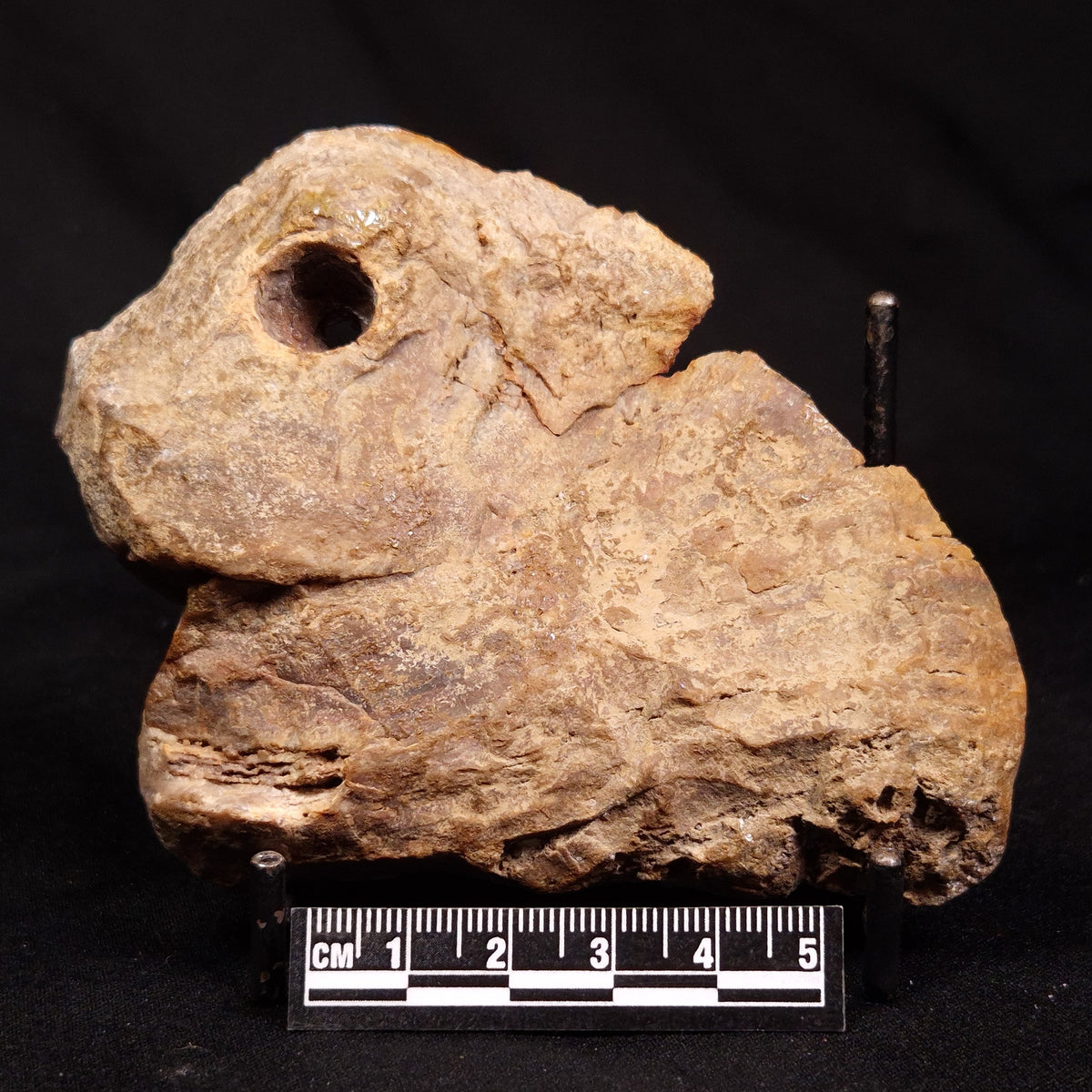 CONOPHYTON BASALTICUM STROMATOLITE, Australia ZCB058