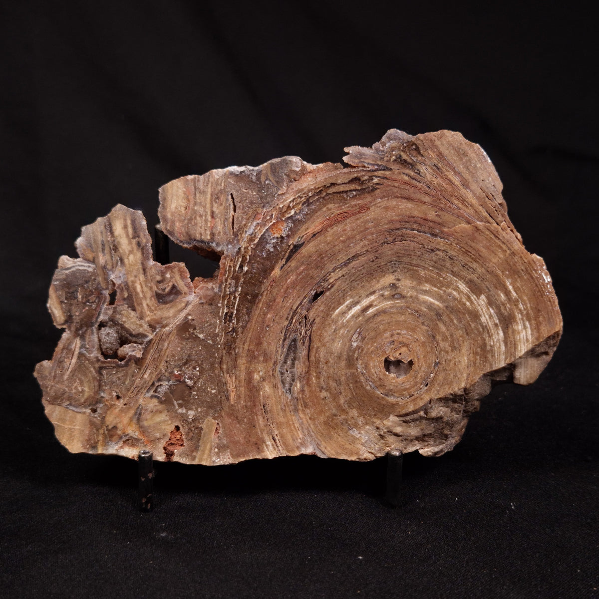 CONOPHYTON BASALTICUM STROMATOLITE, Australia ZCB059