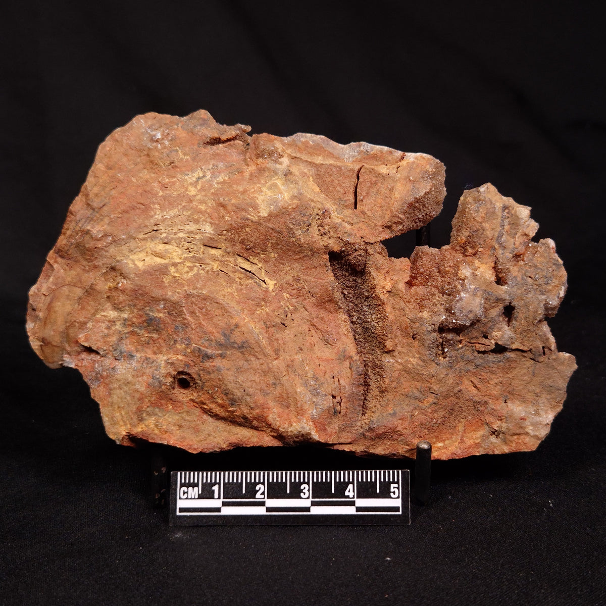 CONOPHYTON BASALTICUM STROMATOLITE, Australia ZCB059