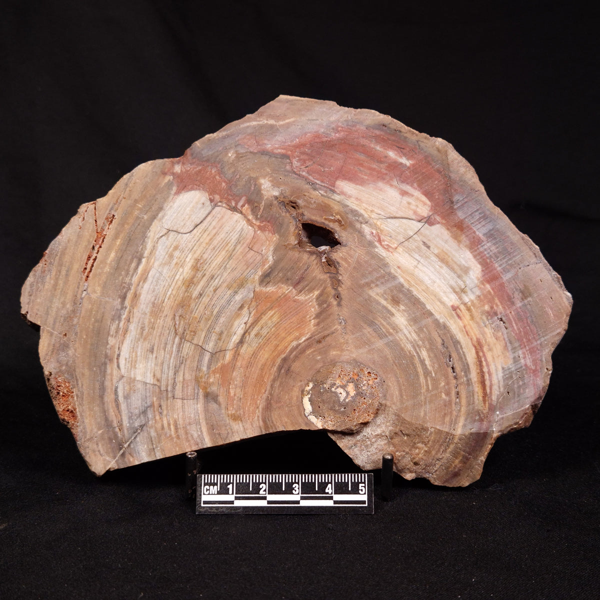 CONOPHYTON BASALTICUM STROMATOLITE, Australia ZCB062