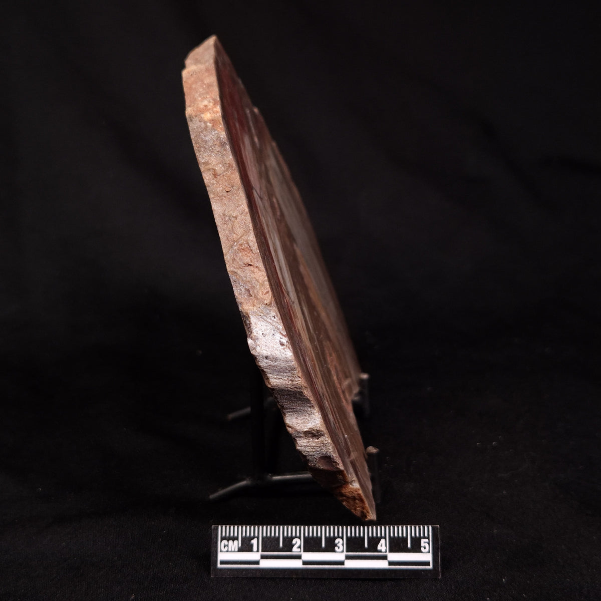CONOPHYTON BASALTICUM STROMATOLITE, Australia ZCB062