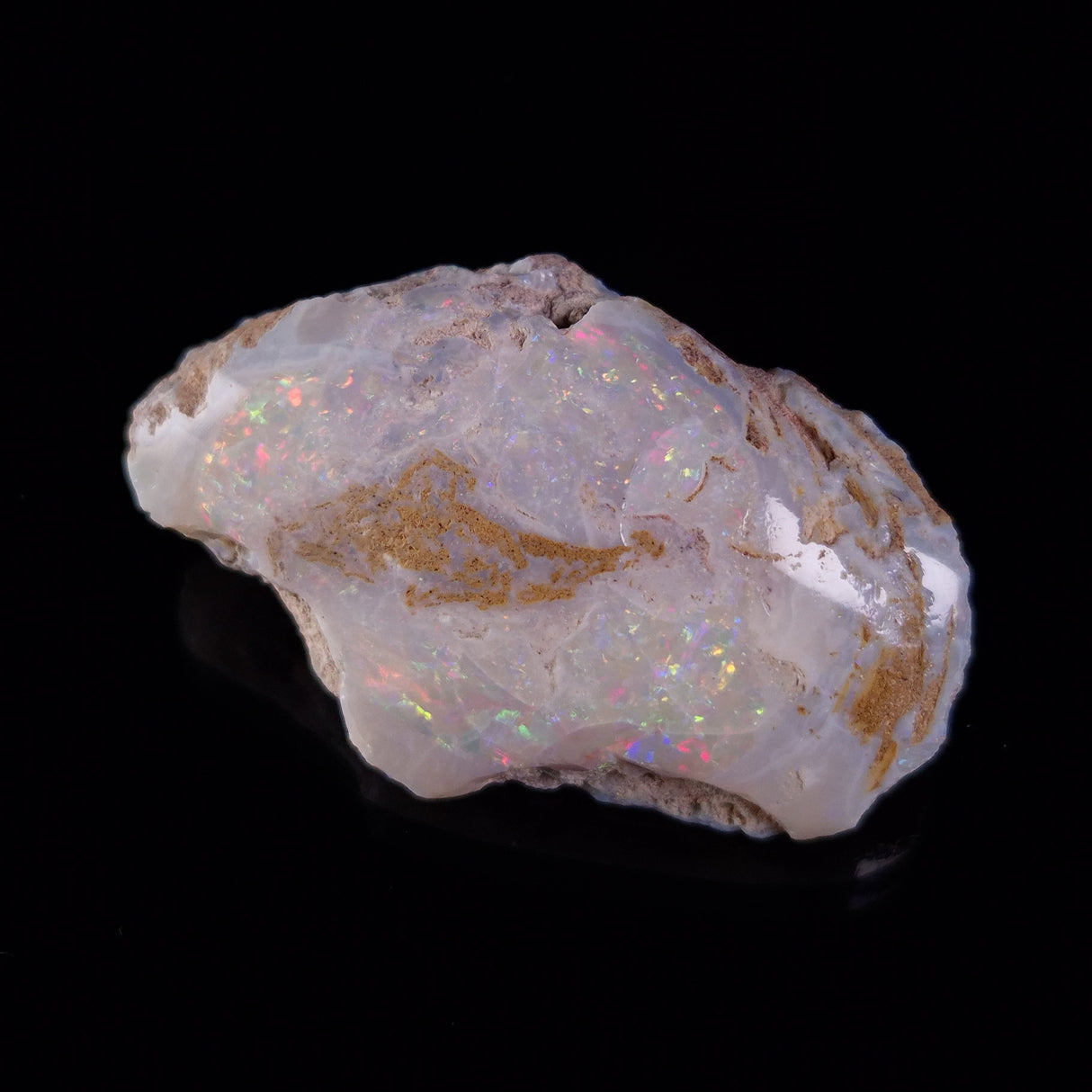 OPAL SHELL EYRENA sp. Cretaceous, Australia YOS016