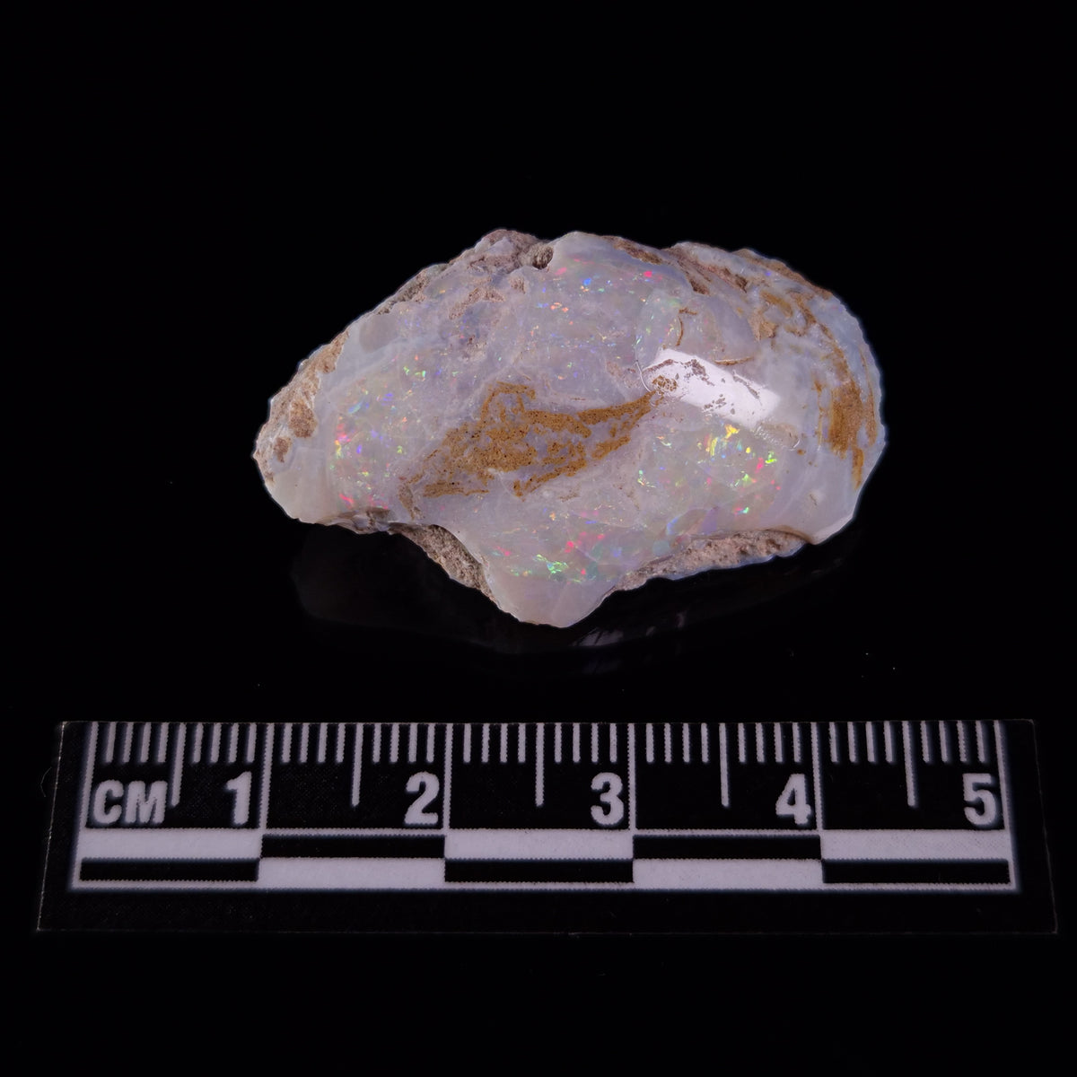 OPAL SHELL EYRENA sp. Cretaceous, Australia YOS016