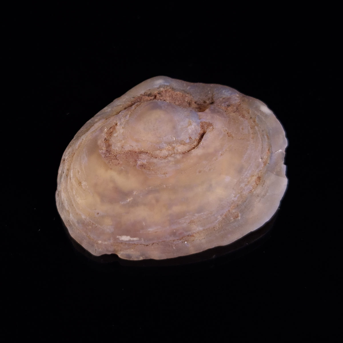 OPAL SHELL CYRENOPSIS sp. Cretaceous, Australia YOS017