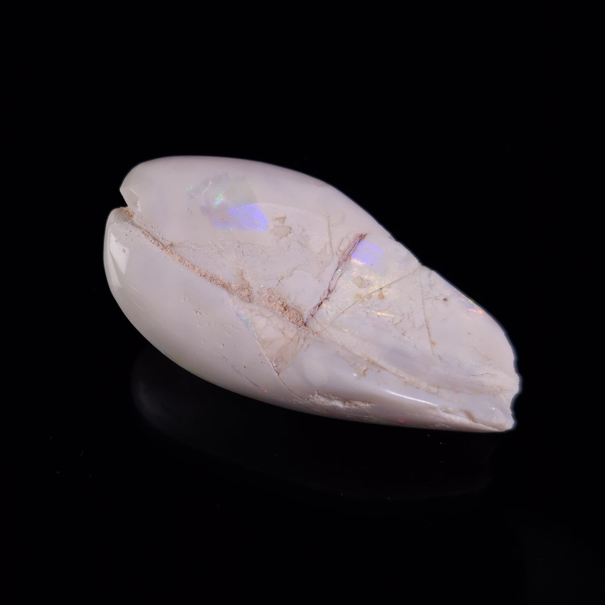 OPAL SHELL EYRENA sp. Cretaceous, Australia YOS018