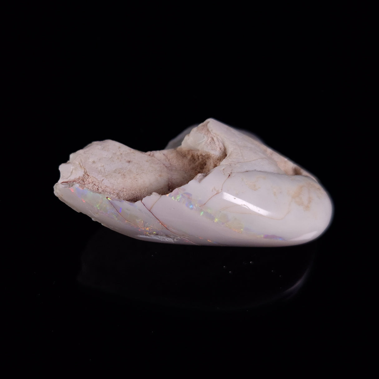 OPAL SHELL EYRENA sp. Cretaceous, Australia YOS018