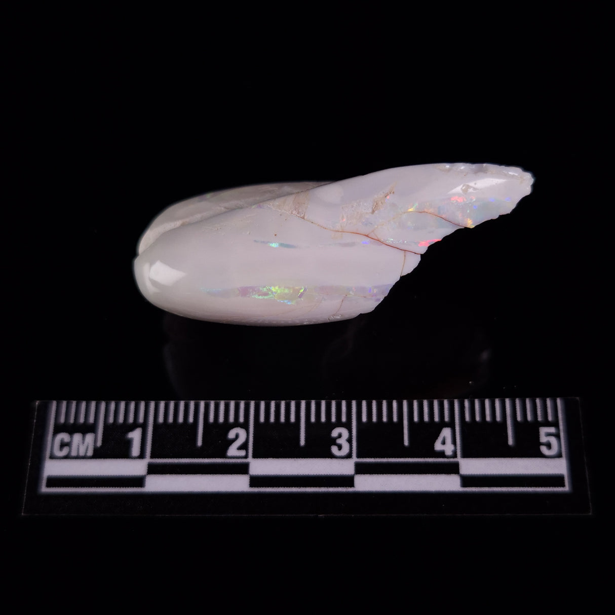 OPAL SHELL EYRENA sp. Cretaceous, Australia YOS018