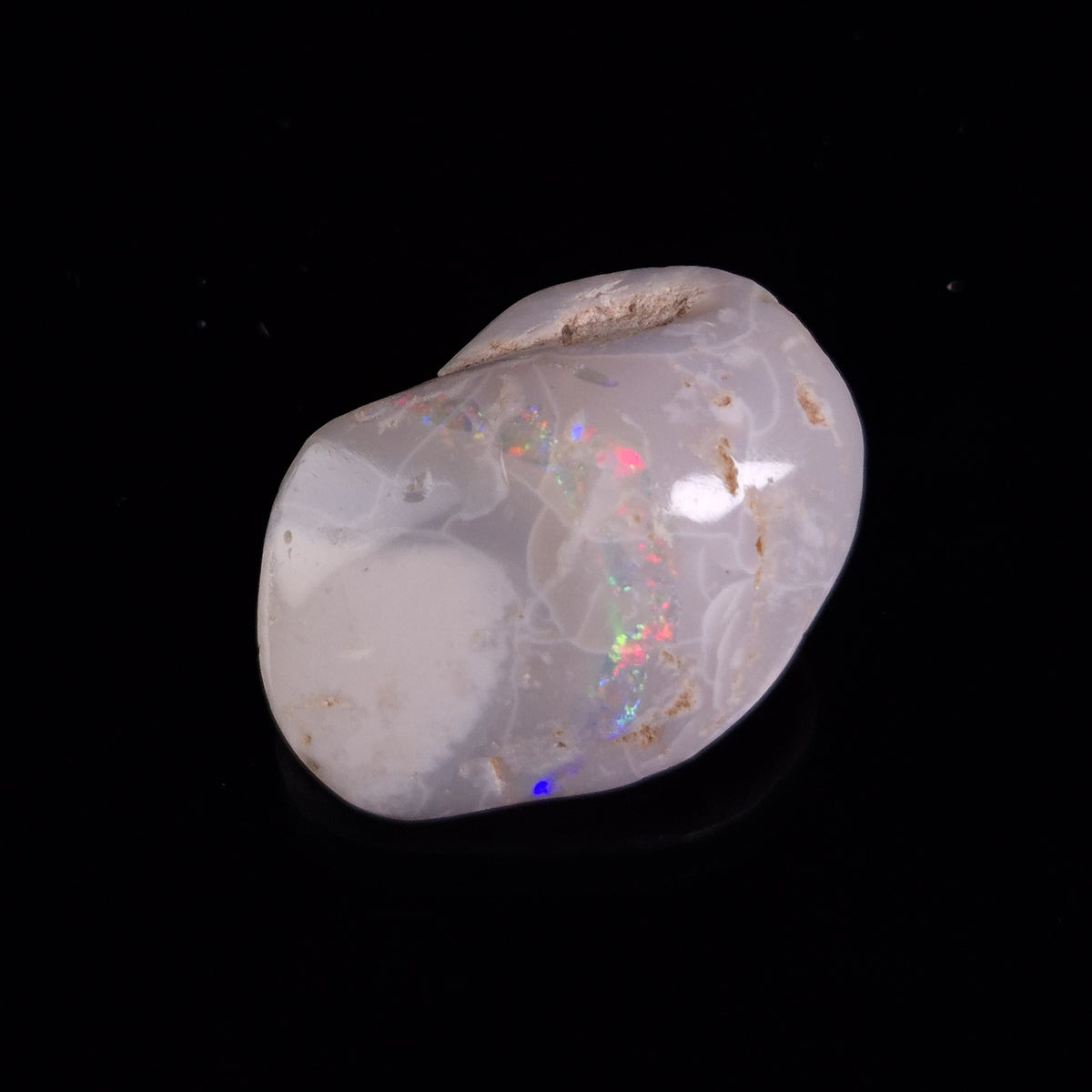 OPAL SHELL CYRENOPSIS sp. Cretaceous, Australia YOS020