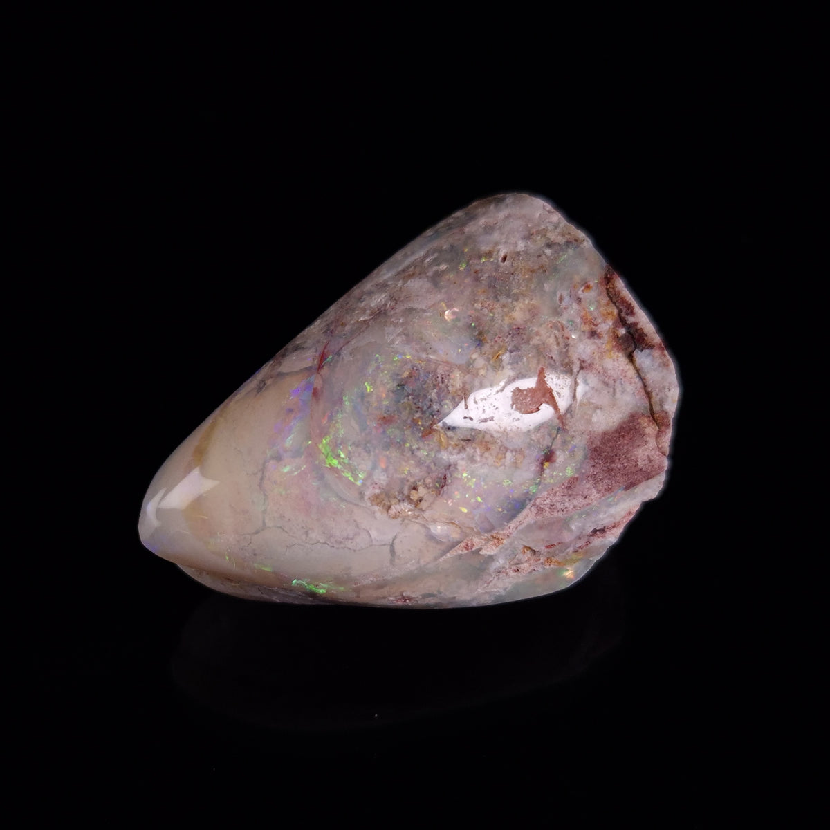 OPAL SHELL EYRENA sp. Cretaceous, Australia YOS021