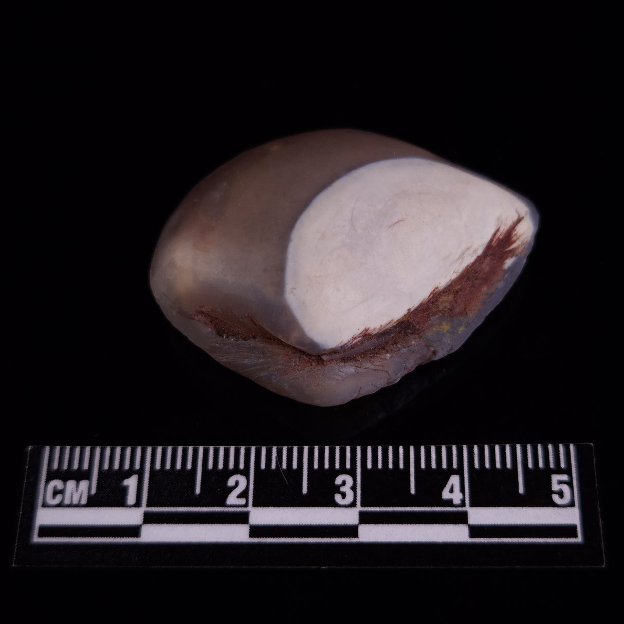 OPAL SHELL CYRENOPSIS sp. Cretaceous, Australia YOS022