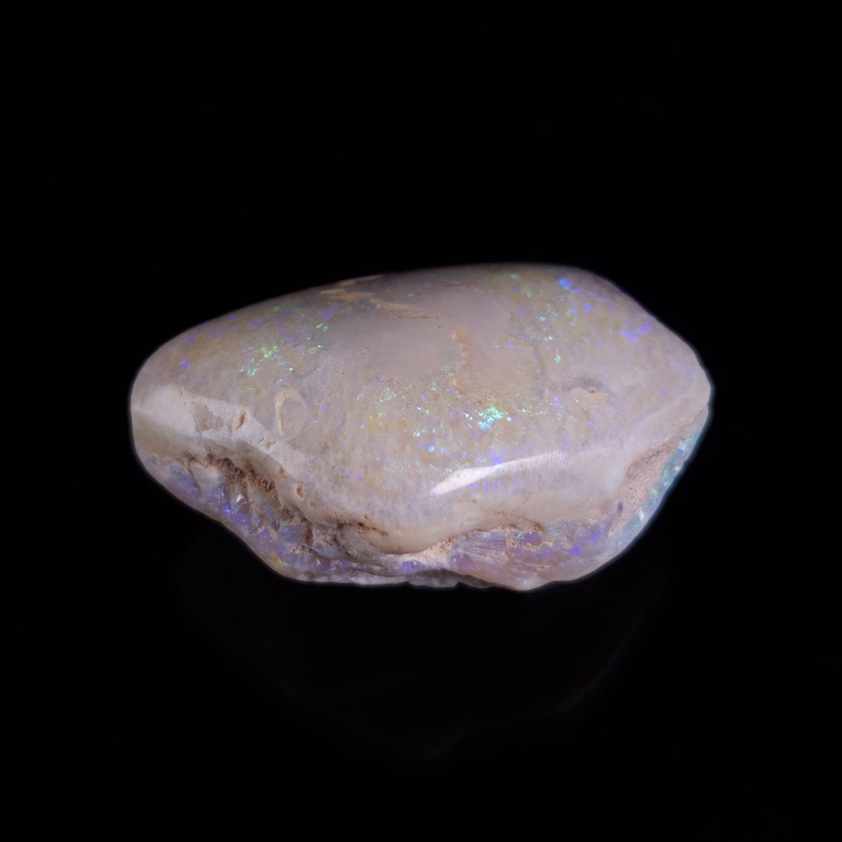 OPAL SHELL CYRENOPSIS sp. Cretaceous, Australia YOS023