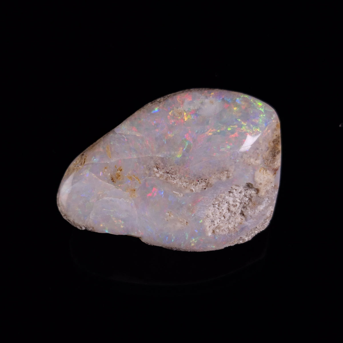 OPAL SHELL CYRENOPSIS sp. Cretaceous, Australia YOS024