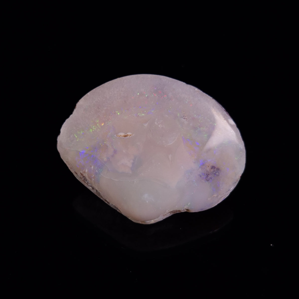 OPAL SHELL CYRENOPSIS sp. Cretaceous, Australia YOS027