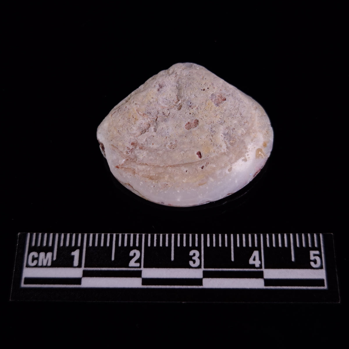 OPAL SHELL CYRENOPSIS sp. Cretaceous, Australia YOS027