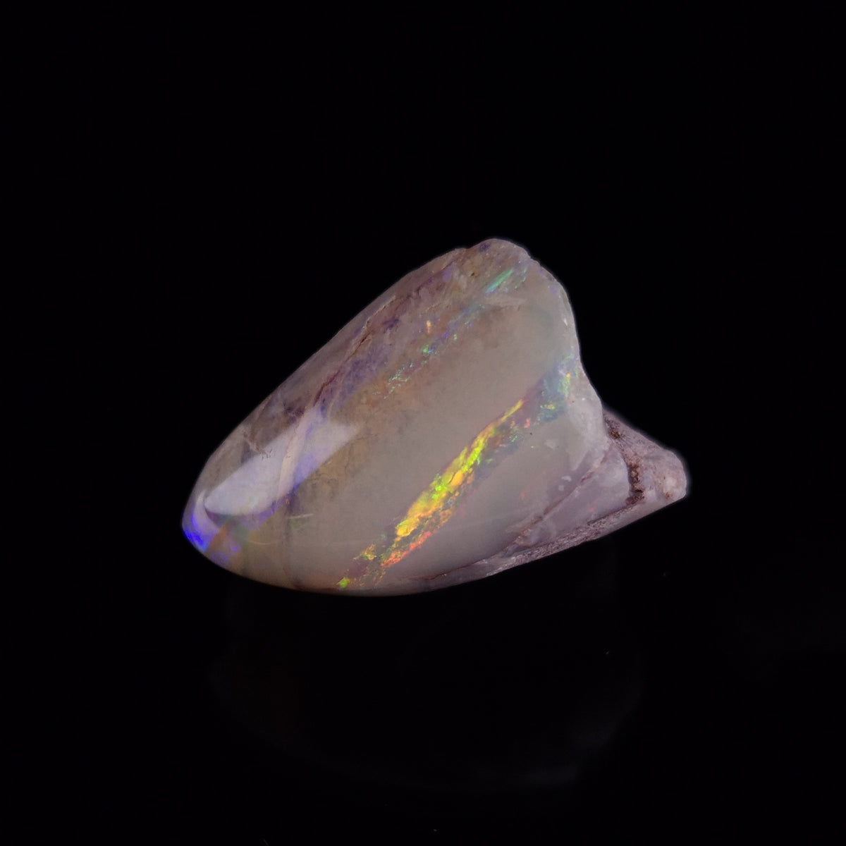 OPAL SHELL EYRENA sp. Cretaceous, Australia YOS028