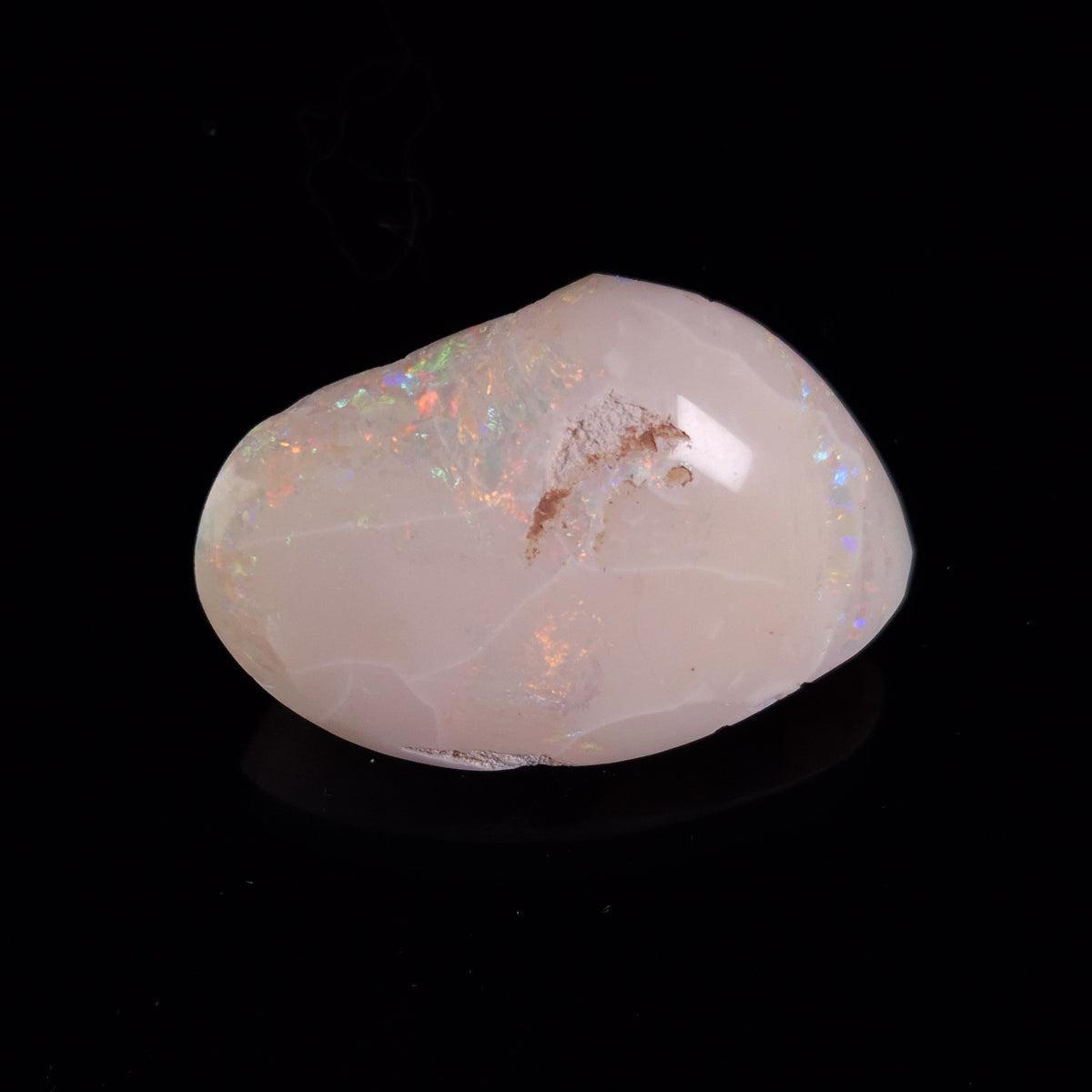 OPAL SHELL CYRENOPSIS sp. Cretaceous, Australia YOS032