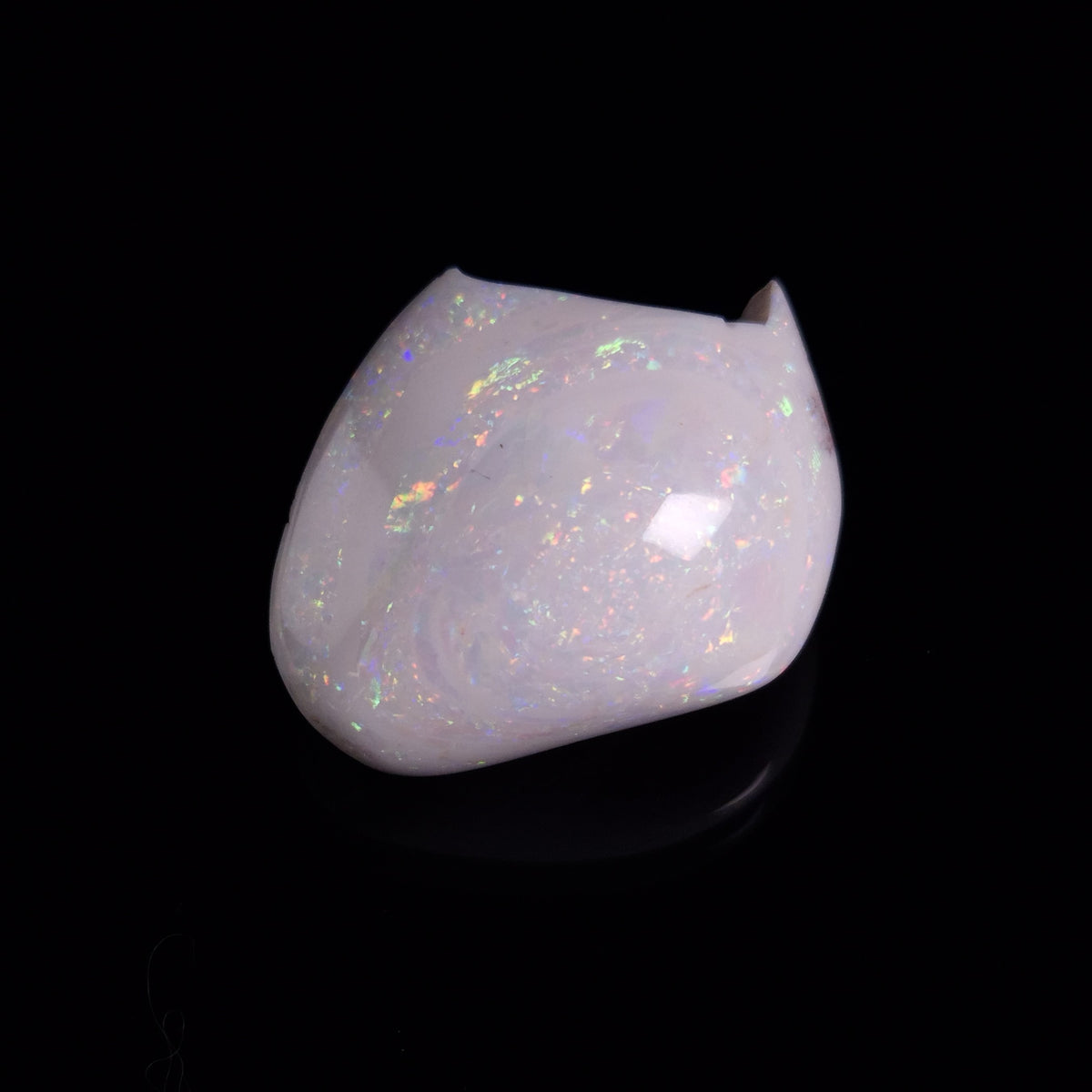 OPAL SHELL CYRENOPSIS sp. Cretaceous, Australia YOS033