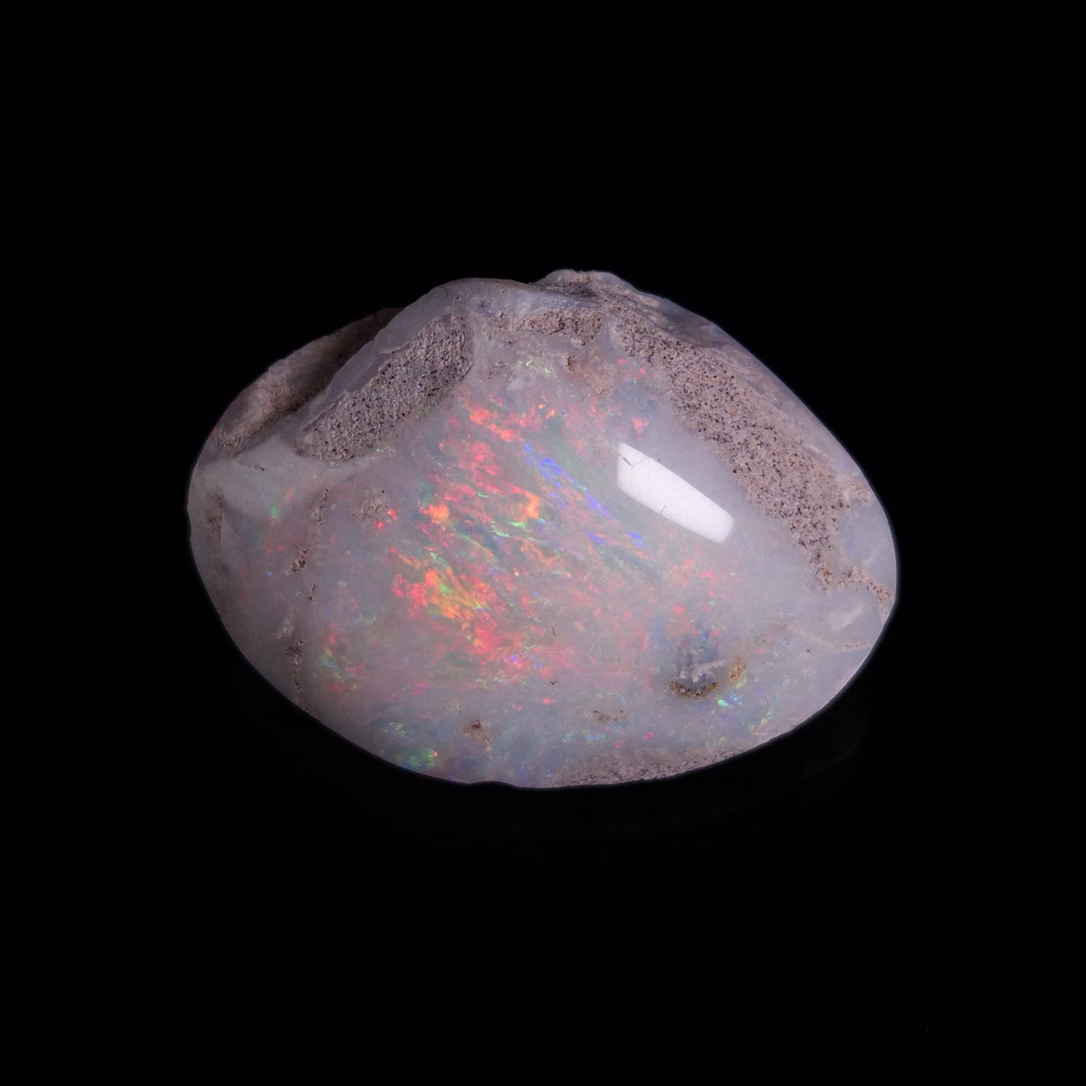 OPAL SHELL CYRENOPSIS sp. Cretaceous, Australia YOS035