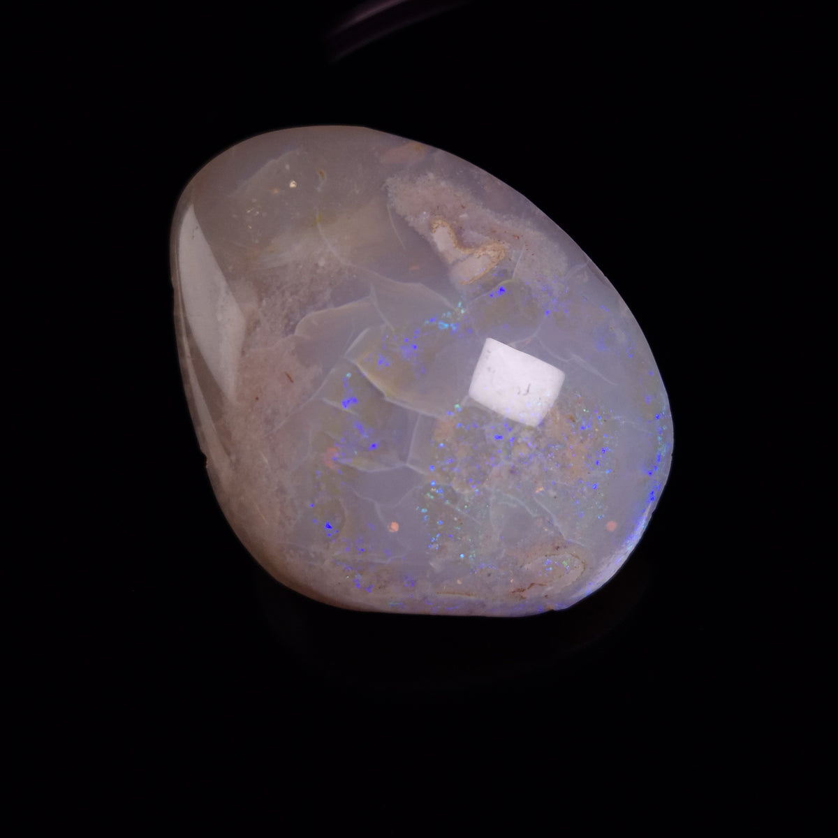 OPAL SHELL CYRENOPSIS sp. Cretaceous, Australia YOS036