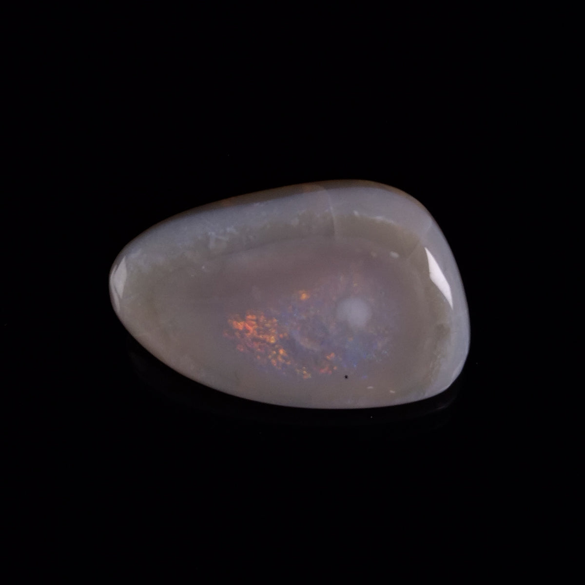OPAL SHELL EYRENA sp. Cretaceous, Australia YOS038
