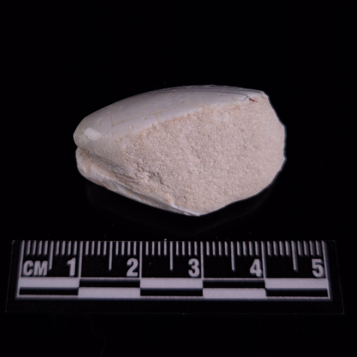 OPAL SHELL EYRENA sp. Cretaceous, Australia YOS039