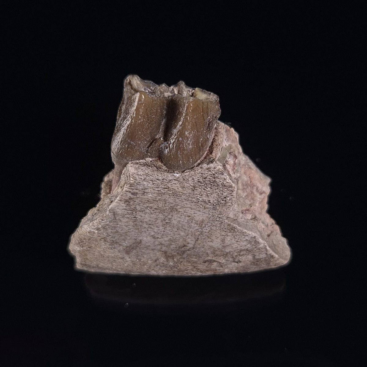 OREODONT JAW FRAGMENT WITH TEETH, Miocene, USA YOT003