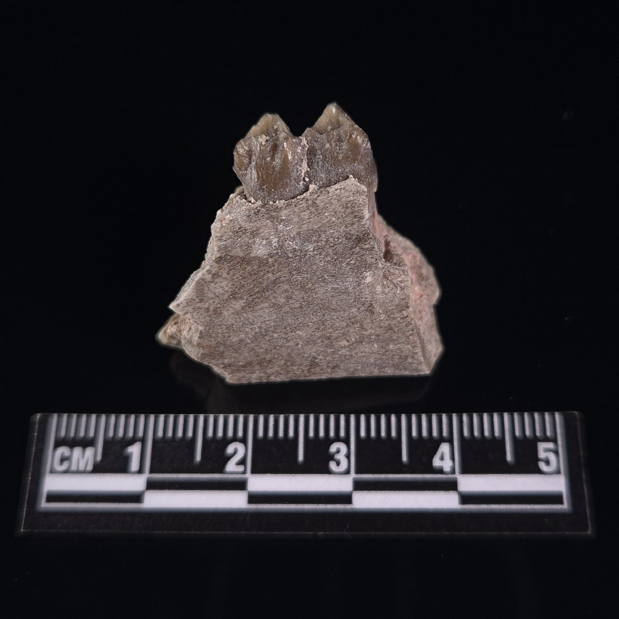 OREODONT JAW FRAGMENT WITH TEETH, Miocene, USA YOT003
