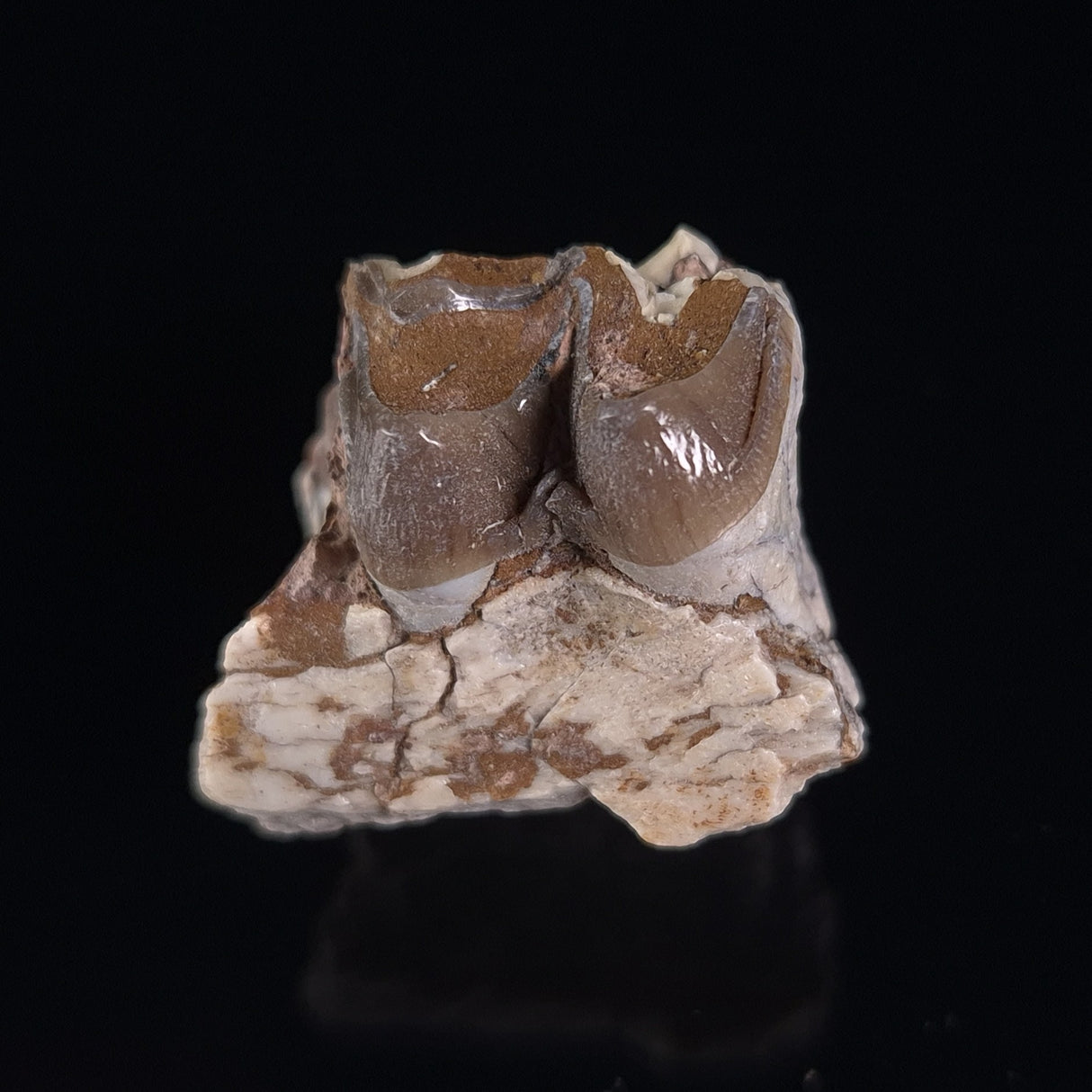 OREODONT JAW FRAGMENT WITH TEETH, Miocene, USA YOT004