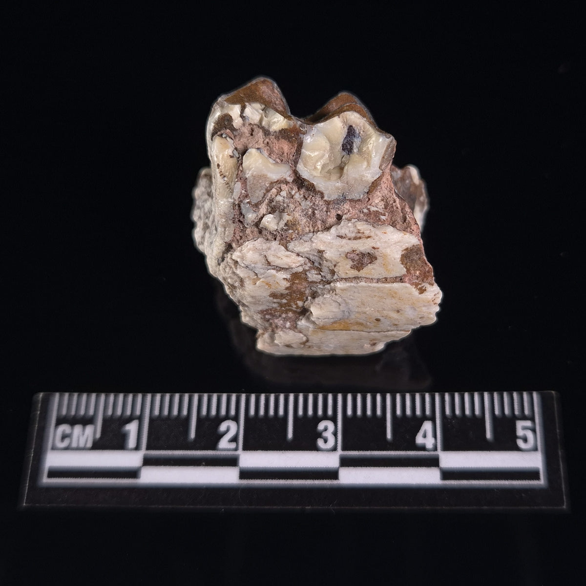 OREODONT JAW FRAGMENT WITH TEETH, Miocene, USA YOT004