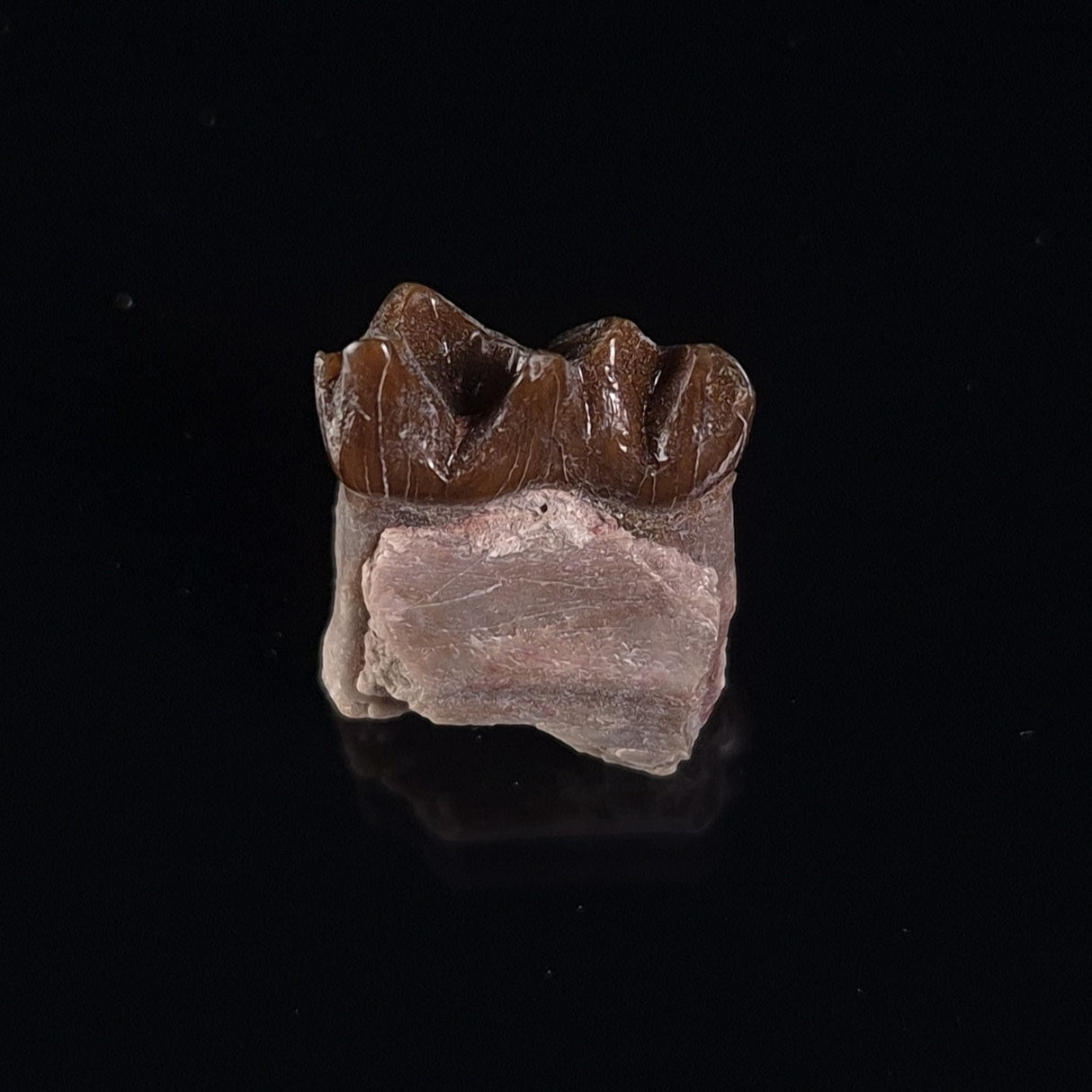 OREODONT JAW FRAGMENT WITH TEETH, Miocene, USA YOT006