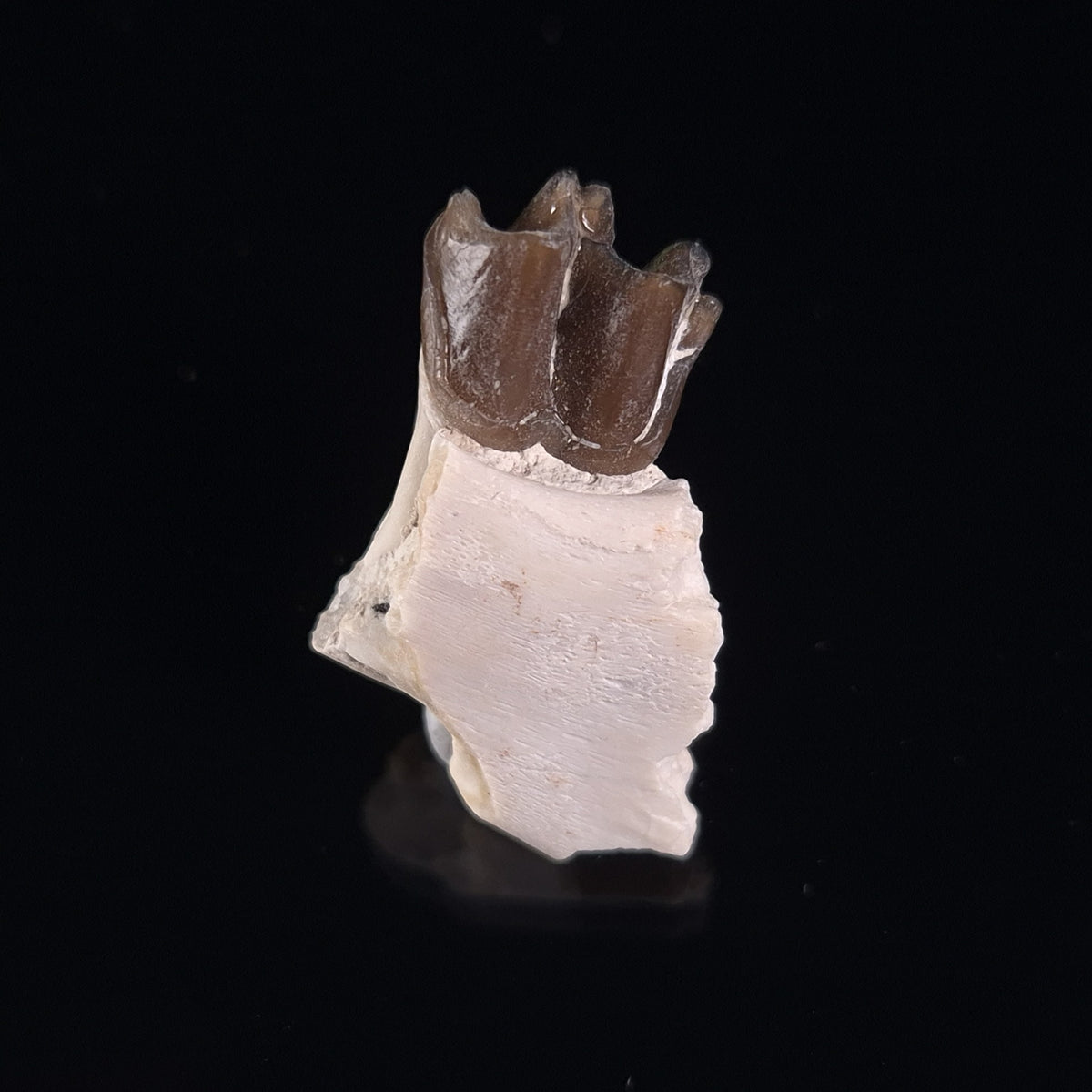 OREODONT JAW FRAGMENT WITH TEETH, Miocene, USA YOT007