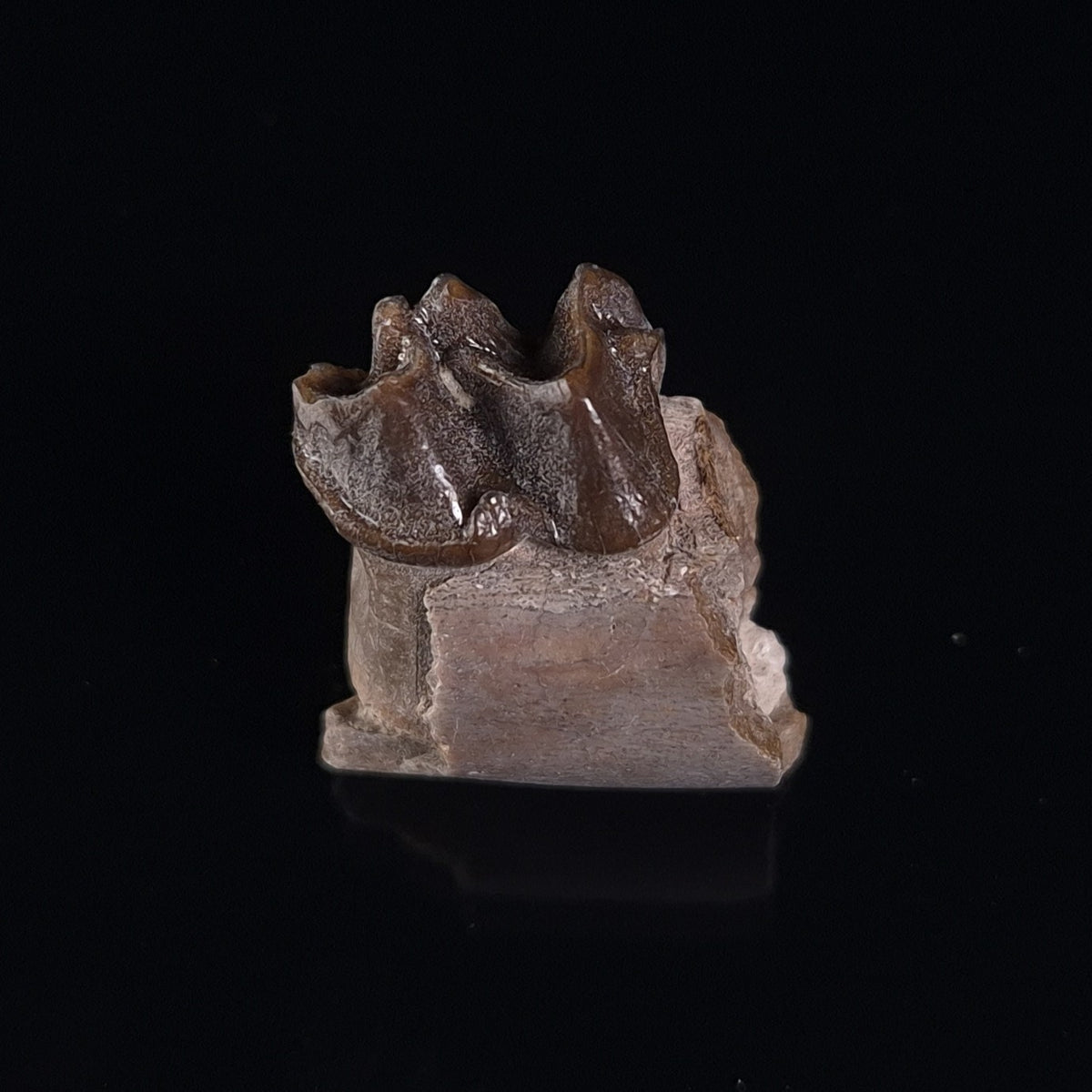 OREODONT JAW FRAGMENT WITH TEETH, Miocene, USA YOT012