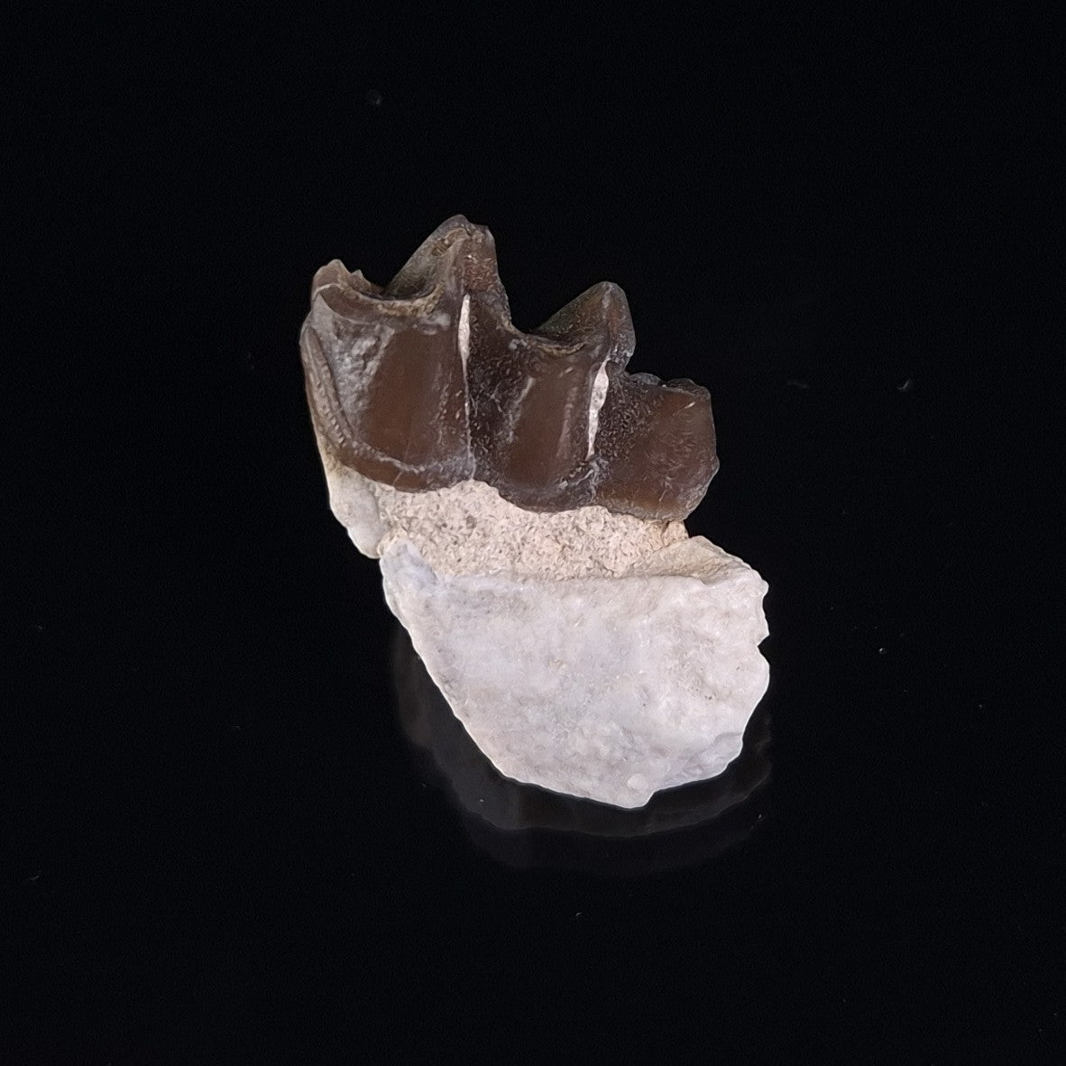 OREODONT JAW FRAGMENT WITH TEETH, Miocene, USA YOT016