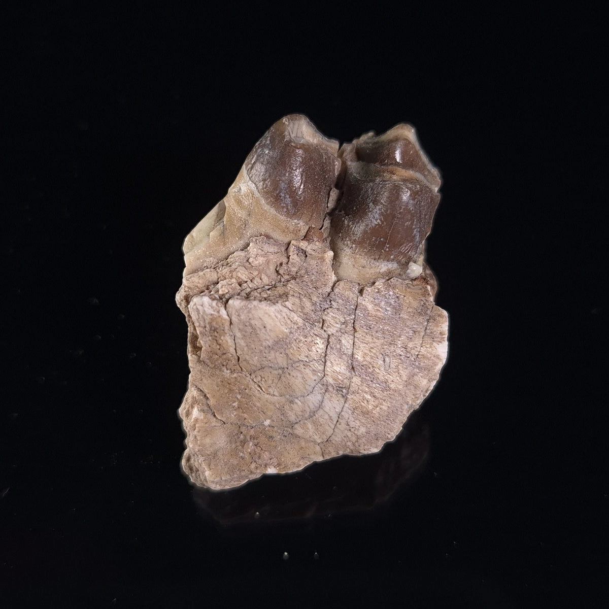 OREODONT JAW FRAGMENT WITH TEETH, Miocene, USA YOT019