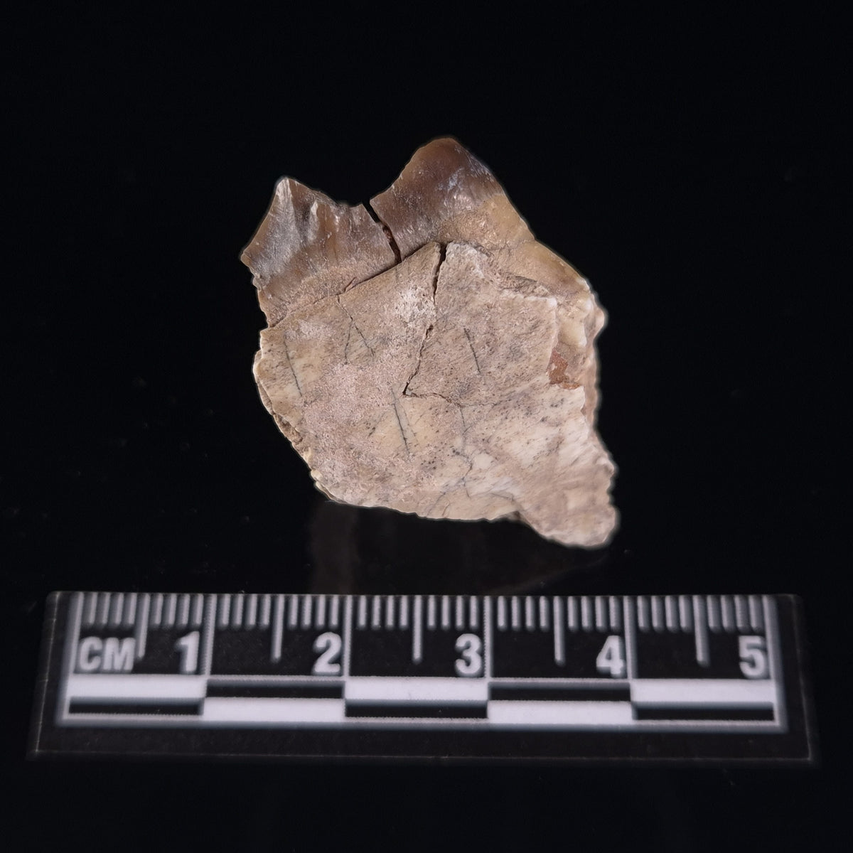 OREODONT JAW FRAGMENT WITH TEETH, Miocene, USA YOT019