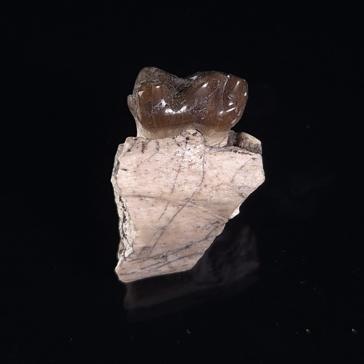OREODONT JAW FRAGMENT WITH TEETH, Miocene, USA YOT021