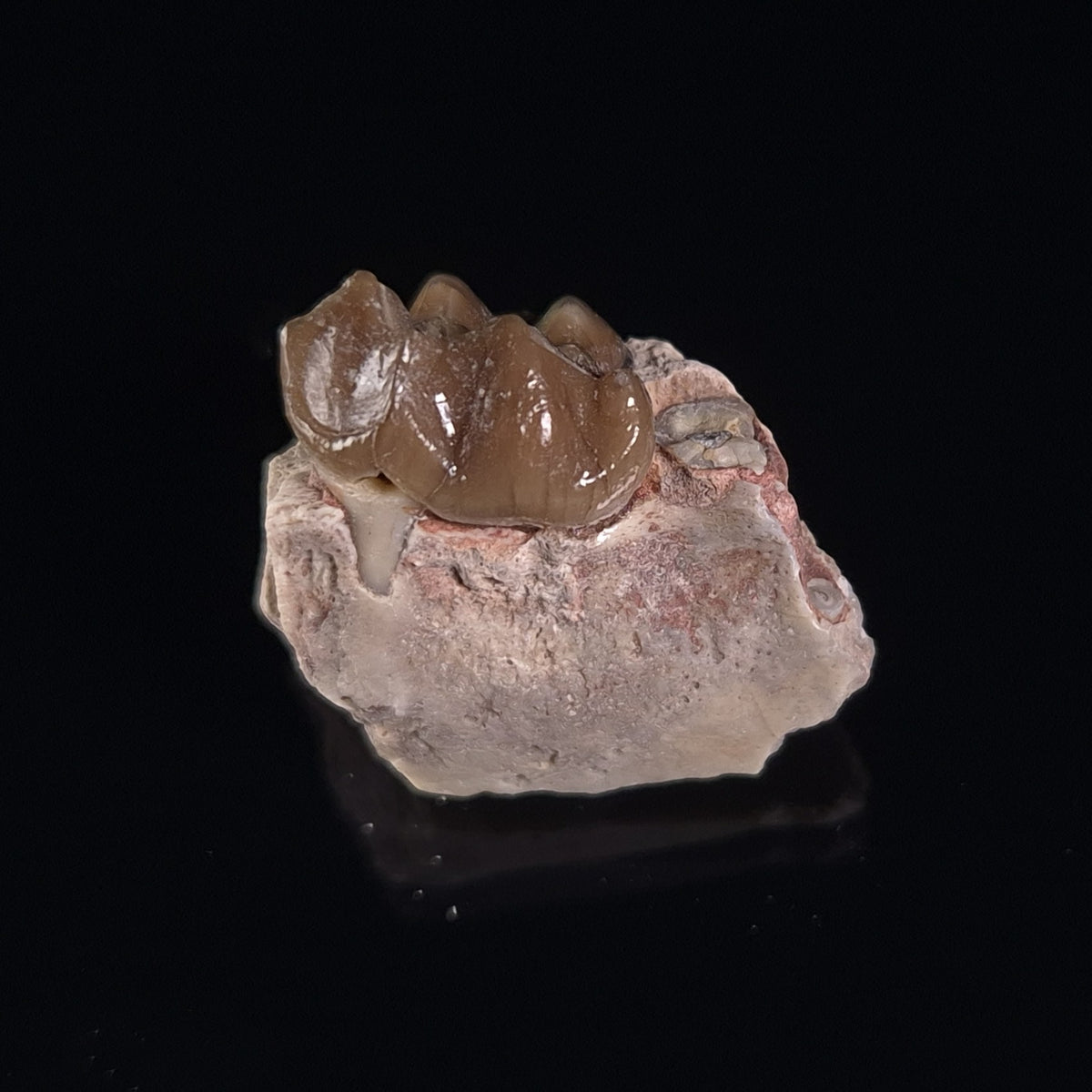 OREODONT JAW FRAGMENT WITH TEETH, Miocene, USA YOT023