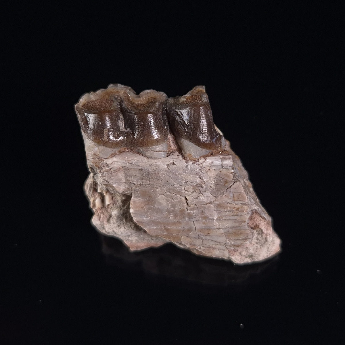 OREODONT JAW FRAGMENT WITH TEETH, Miocene, USA YOT024