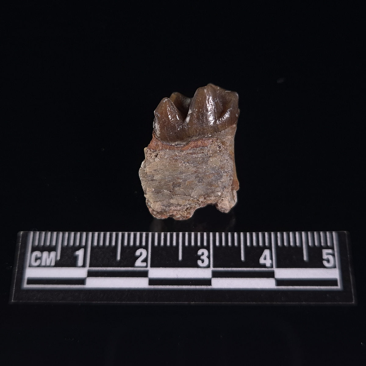 OREODONT JAW FRAGMENT WITH TEETH, Miocene, USA YOT026
