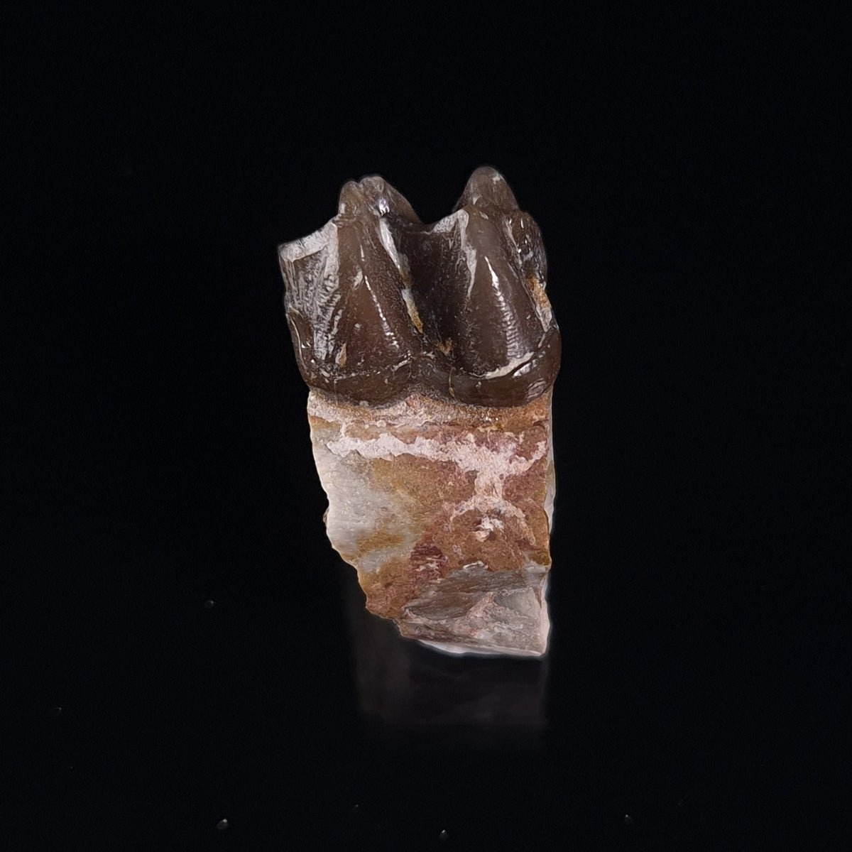 OREODONT JAW FRAGMENT WITH TEETH, Miocene, USA YOT031