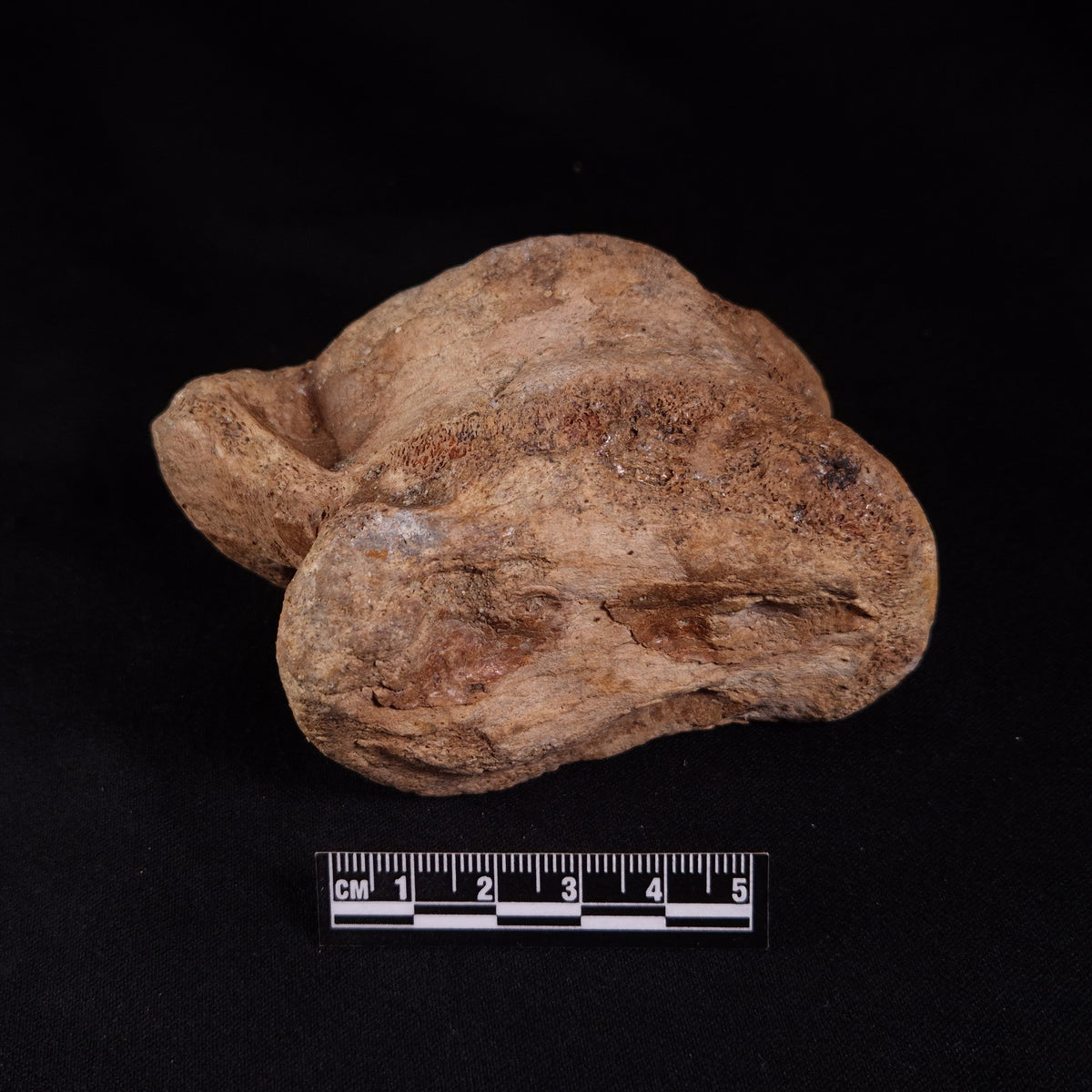 BISON ASTRAGALUS FOSSIL, North Sea YBA001