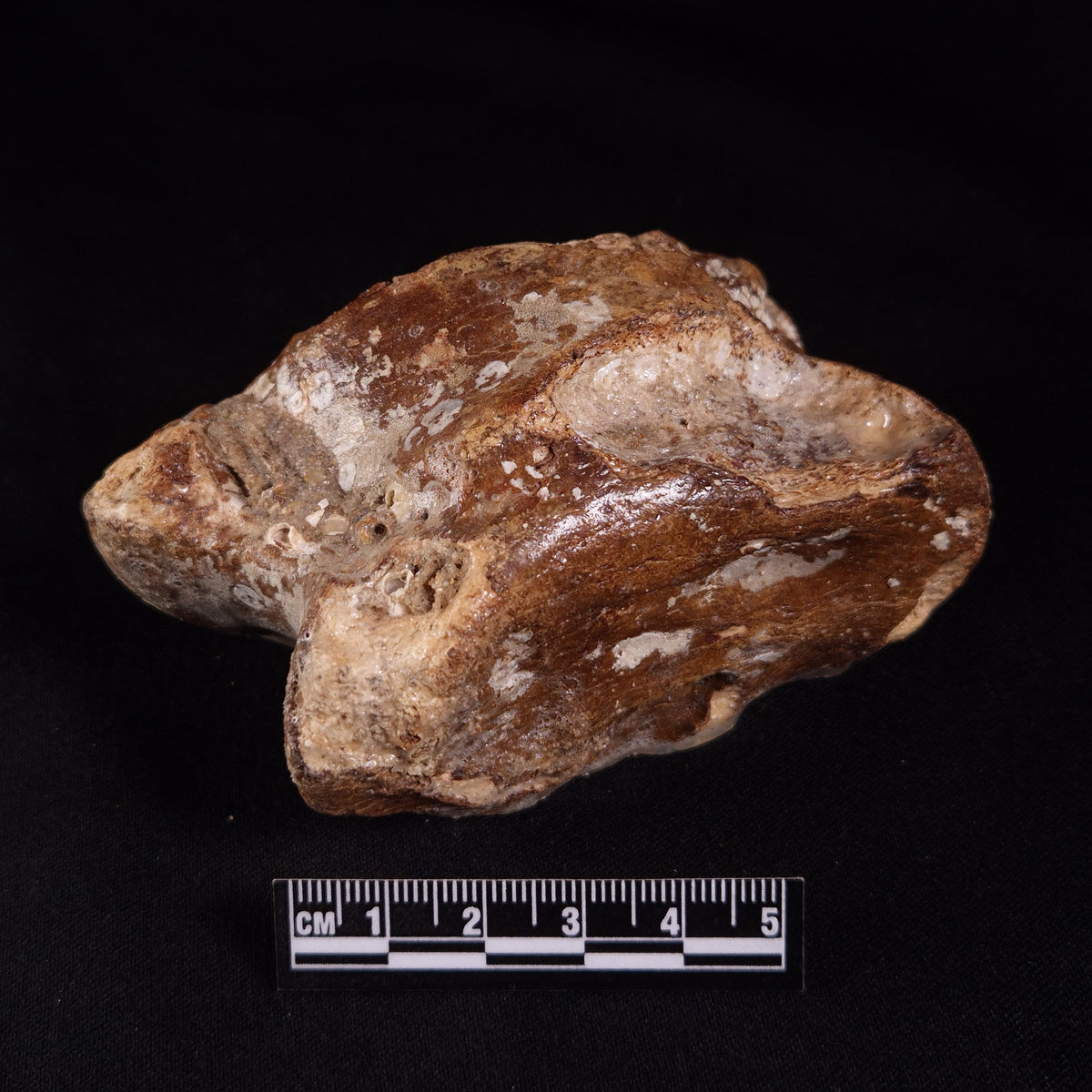 BISON ASTRAGALUS FOSSIL, North Sea YBA003