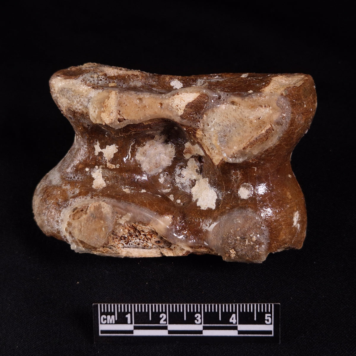 BISON ASTRAGALUS FOSSIL, North Sea YBA003