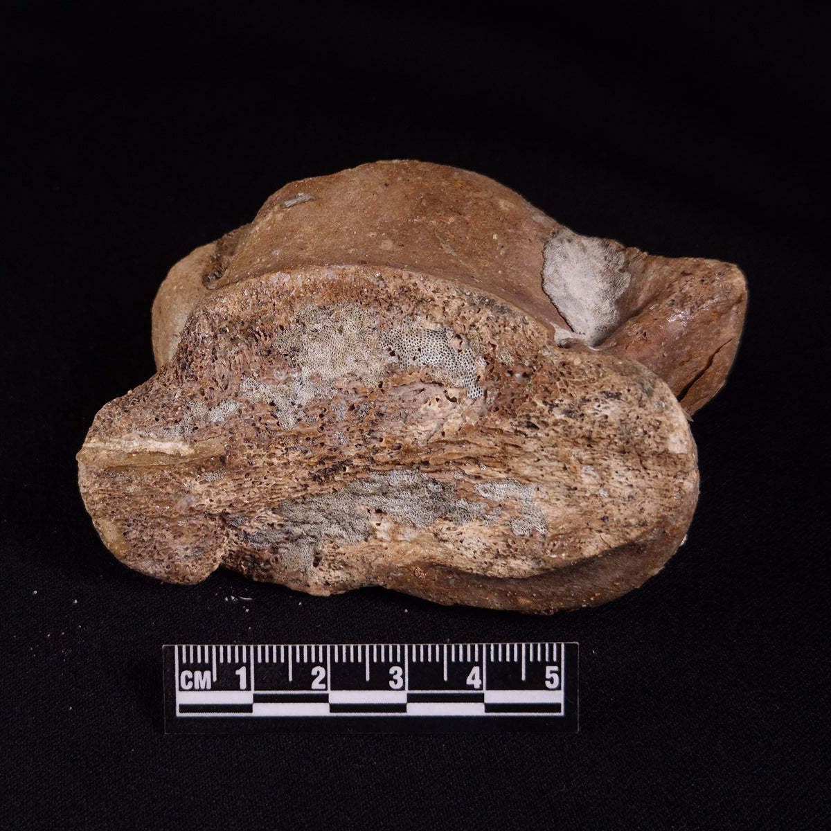 BISON ASTRAGALUS FOSSIL, North Sea YBA004